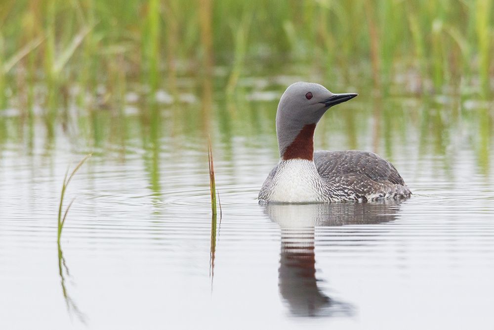 Red-throated Loon